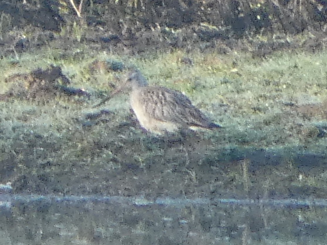 Warwick100B's tweet photo. What a morning!

Garden warbler, yellow wagtail and LRP added to the Warwick 100 list, along with our first ever godwit!!

We are all veering towards bar tailed but happy to take any advice.

List now up to 87
😁 https://t.co/cwsEp1cEYU