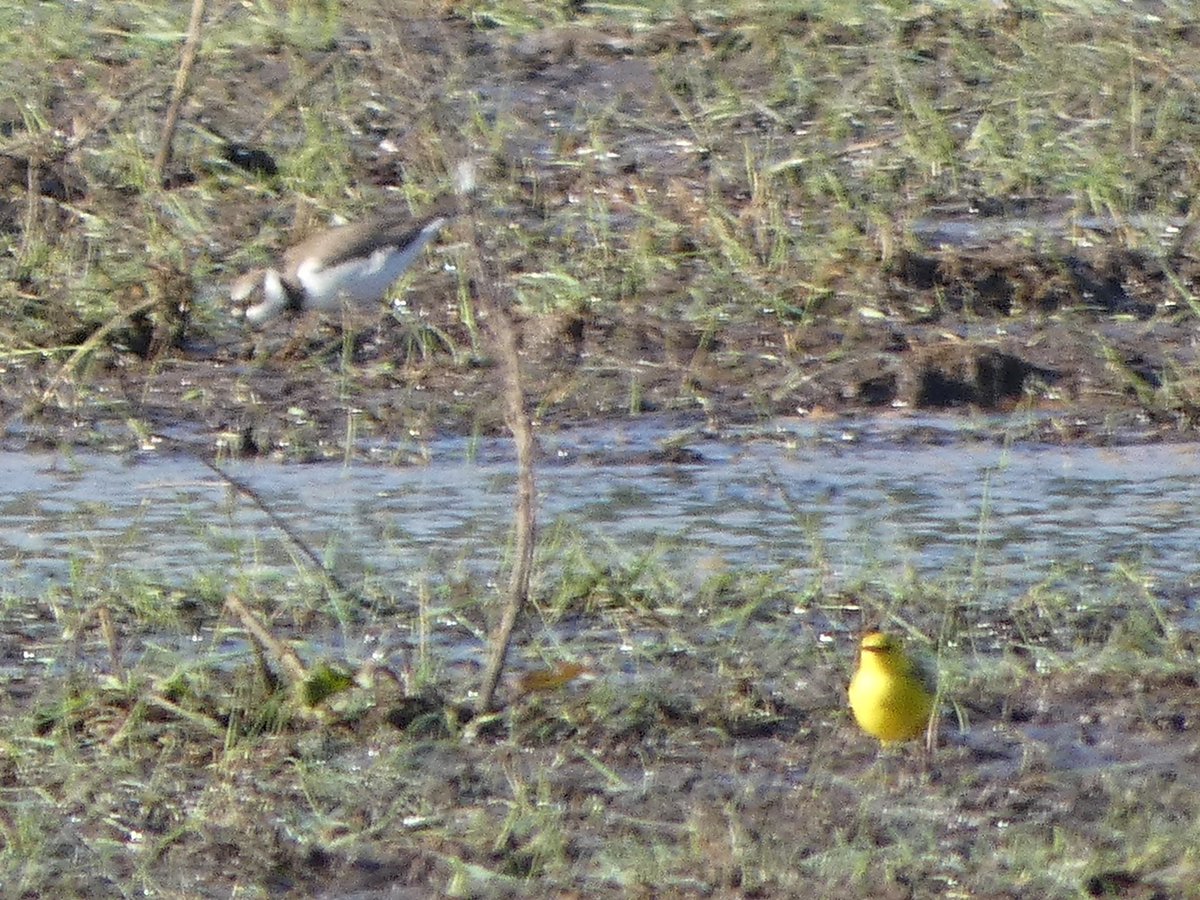 What a morning!

Garden warbler, yellow wagtail and LRP added to the Warwick 100 list, along with our first ever godwit!!

We are all veering towards bar tailed but happy to take any advice.

List now up to 87
😁