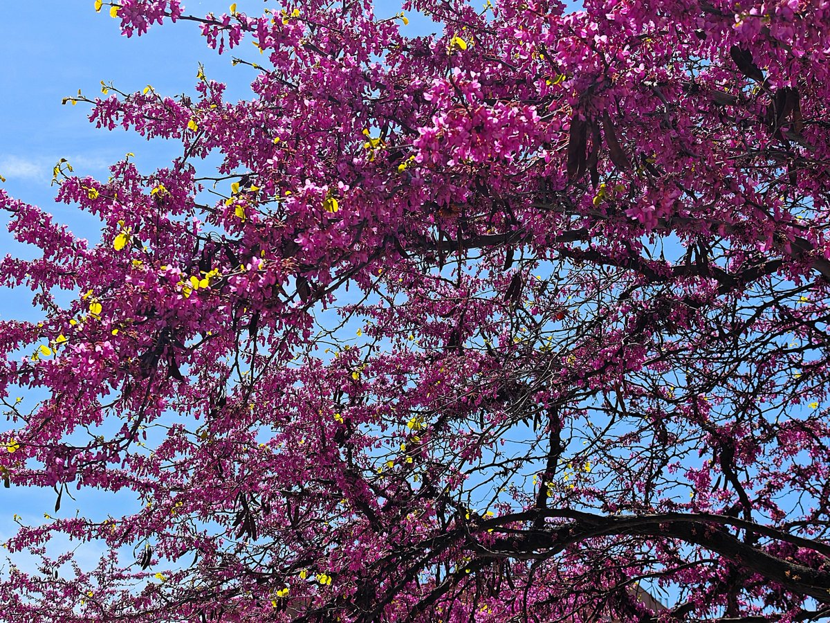KatySnchez's tweet photo. El árbol del amor me enamora . Es un regalo para la vista. Se le asocia con la leyenda de que Judas Iscariote se ahorcó en uno de estos árboles, lo que le da su nombre común de "árbol de Judas" #cercis #arboldelamor #naturaleza #plantas #flores https://t.co/8SCgcYBVuo