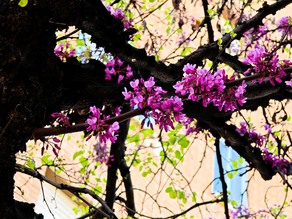 KatySnchez's tweet photo. El árbol del amor me enamora . Es un regalo para la vista. Se le asocia con la leyenda de que Judas Iscariote se ahorcó en uno de estos árboles, lo que le da su nombre común de "árbol de Judas" #cercis #arboldelamor #naturaleza #plantas #flores https://t.co/8SCgcYBVuo
