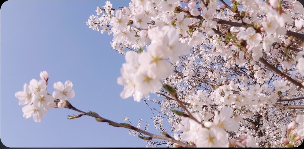 SNB_daybreak's tweet image. 작년 이맘때 즈음에도 했던 걸 올해도 다시 해보려 한다. 꽤나 기분 좋았던 기억이어서. 여러 이유로 꽃구경 못가봤을 이들이 있을 것 같으니 자네들이 찍은 봄 풍경사진을 보여줘. 무작위로 5명에게 소소하게 음료라도 줄테니. 자세한 건 사진 확인해주려무나. 우선 나부터.