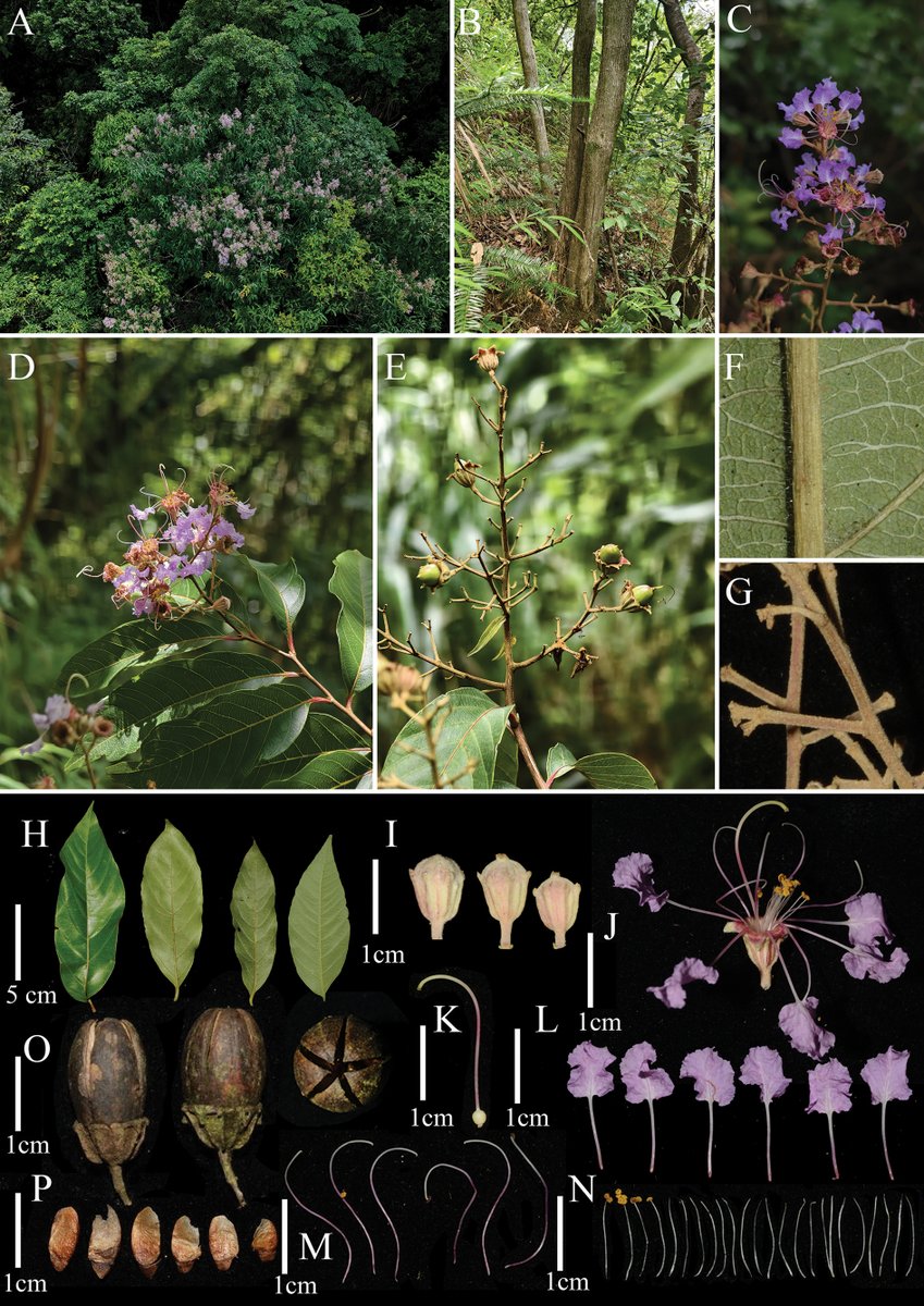 PhytoKeys's tweet photo. A new species of crepe myrtle has been discovered in Guangdong, China.

🔗 https://t.co/t6VcEvhDN8 

#Lythraceae https://t.co/6bDp69ZTLq