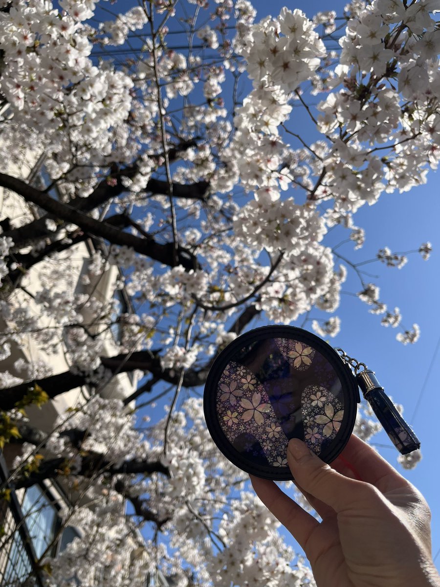 Mayumi97838521's tweet photo. 満開の桜🌸にプリクリさんのアクセサリーポーチ夢桜-雅-
青空と桜によく映えて、キラキラ綺麗✨️
#桜パーティ2025
#print_creator
#螺鈿アート https://t.co/0cw8xtvT1d