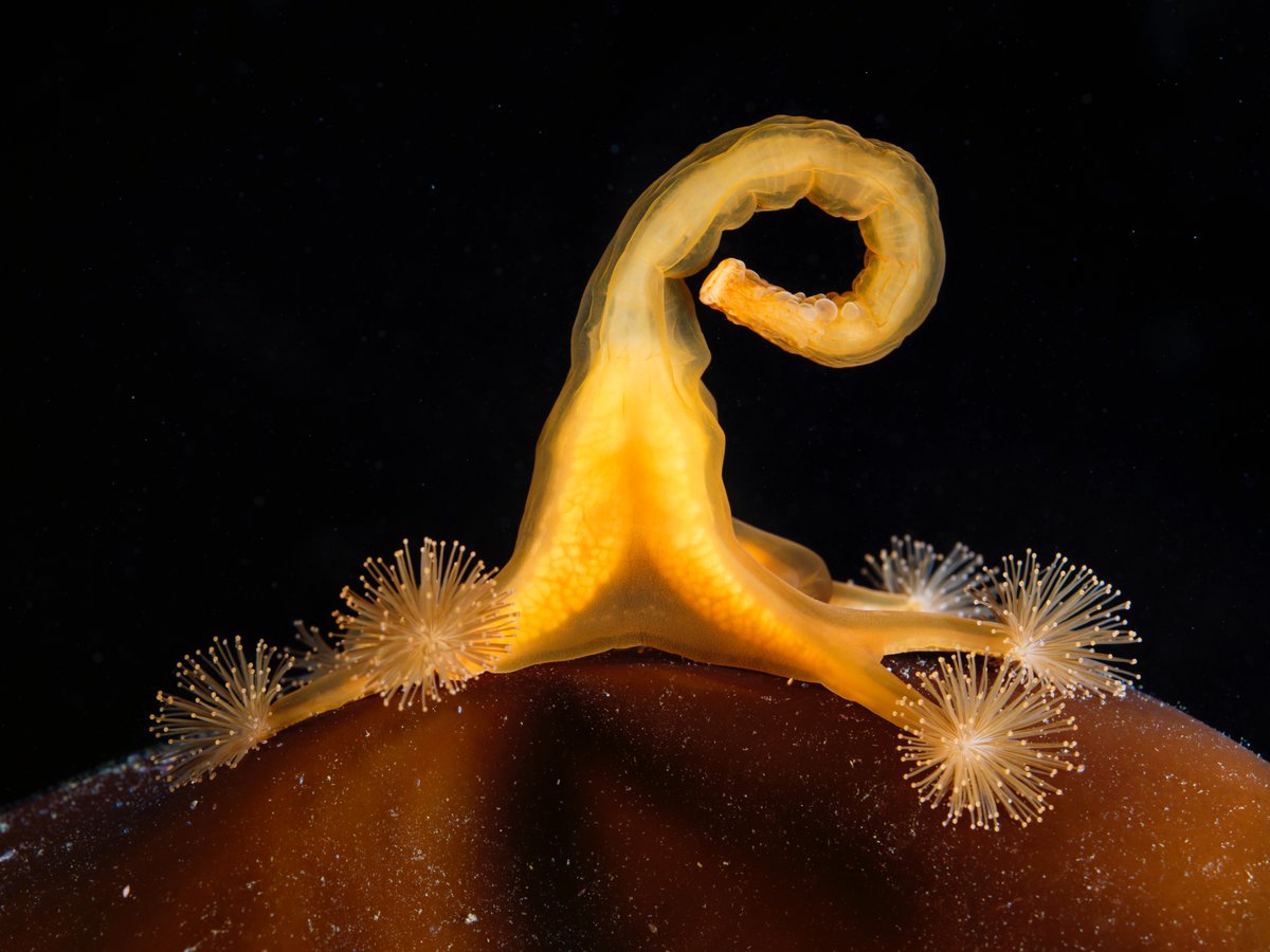 Lucernaria quadricornis, stalked jellyfish (stauromedusae) from the Laminaria forests of the White Sea.