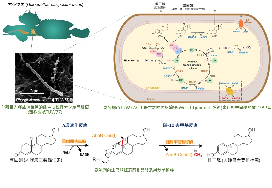 Groundbreaking Biological Discovery Challenges Biochemistry and Microbiology Textbooks: Bacterial Estrogen Synthesis without Oxygen!
sinica.edu.tw/en/News_Conten…
<a href="/PNASNews/">PNASNews</a>
#BacterialEstrogenSynthesis #bacteria #Biochemistry #Microbiology