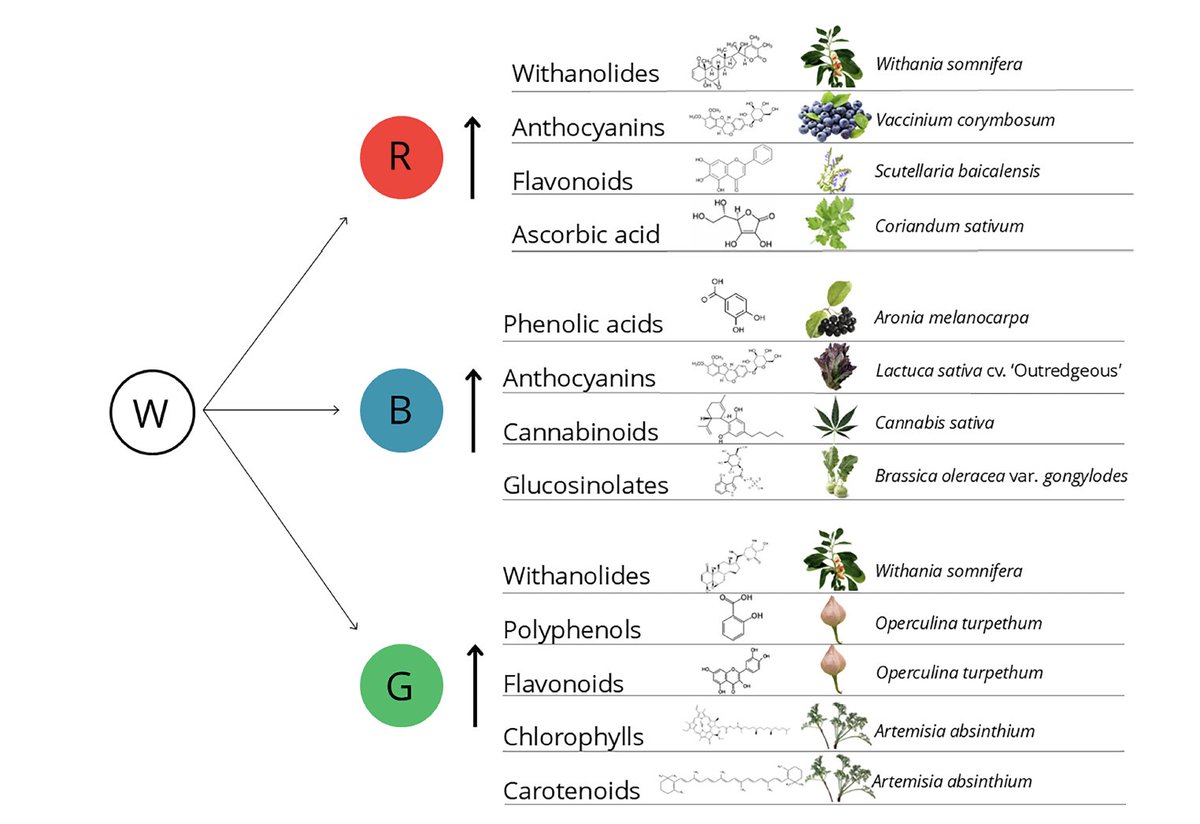 PPLplantarum's tweet photo. 💡 Light shapes plant growth!
This review by Lauria et al. shows how different light spectra impact growth & metabolism. Can spectral tuning boost agriculture? 🌍🔬 🌍🔬
🔗 Read more: https://t.co/S37fPA5TQt
#PlantScience #LightSpectra #Biotech https://t.co/VtA9pO0CNx