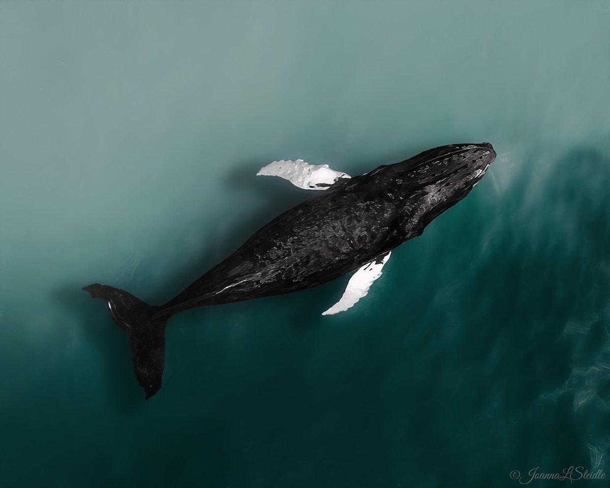 I heard some humpbacks have been spotted off the Jersey shore.....this in "Along the Shelf" captured in 10-15ft water and this beautiful humpback measures approximately 32ft long.