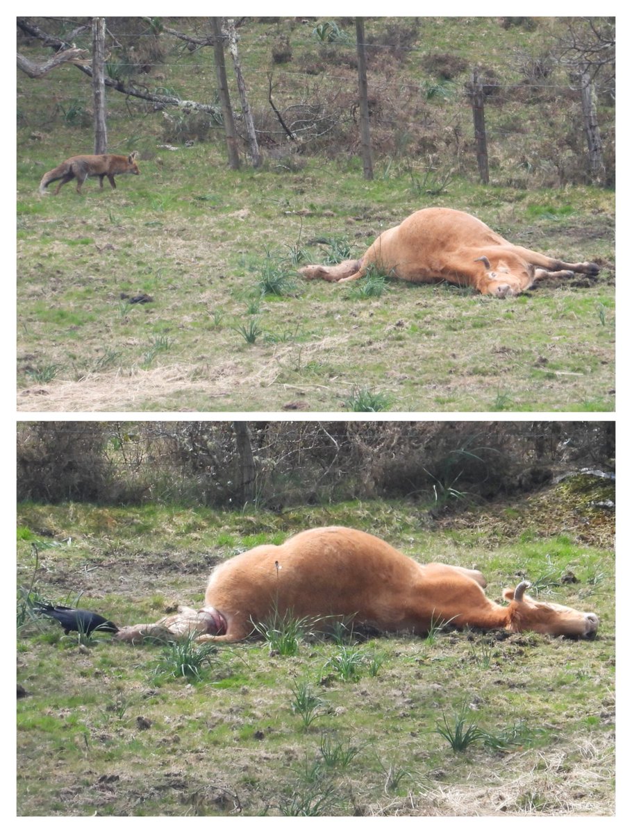 LobosGalicia's tweet photo. Una vaca está de parto, pero el ternero no logra vivir. Los cuervos son los primeros en bajar, seguidos por el zorro. La madre, desgarrada, sigue luchando por proteger lo que ya no tiene vida, vendrán jabalíes, tal vez el lobo. Pero no mataron. Sólo hallaron. #montegalego #lobo https://t.co/nuggJqIA6x