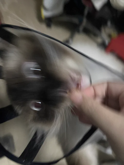 妖怪です