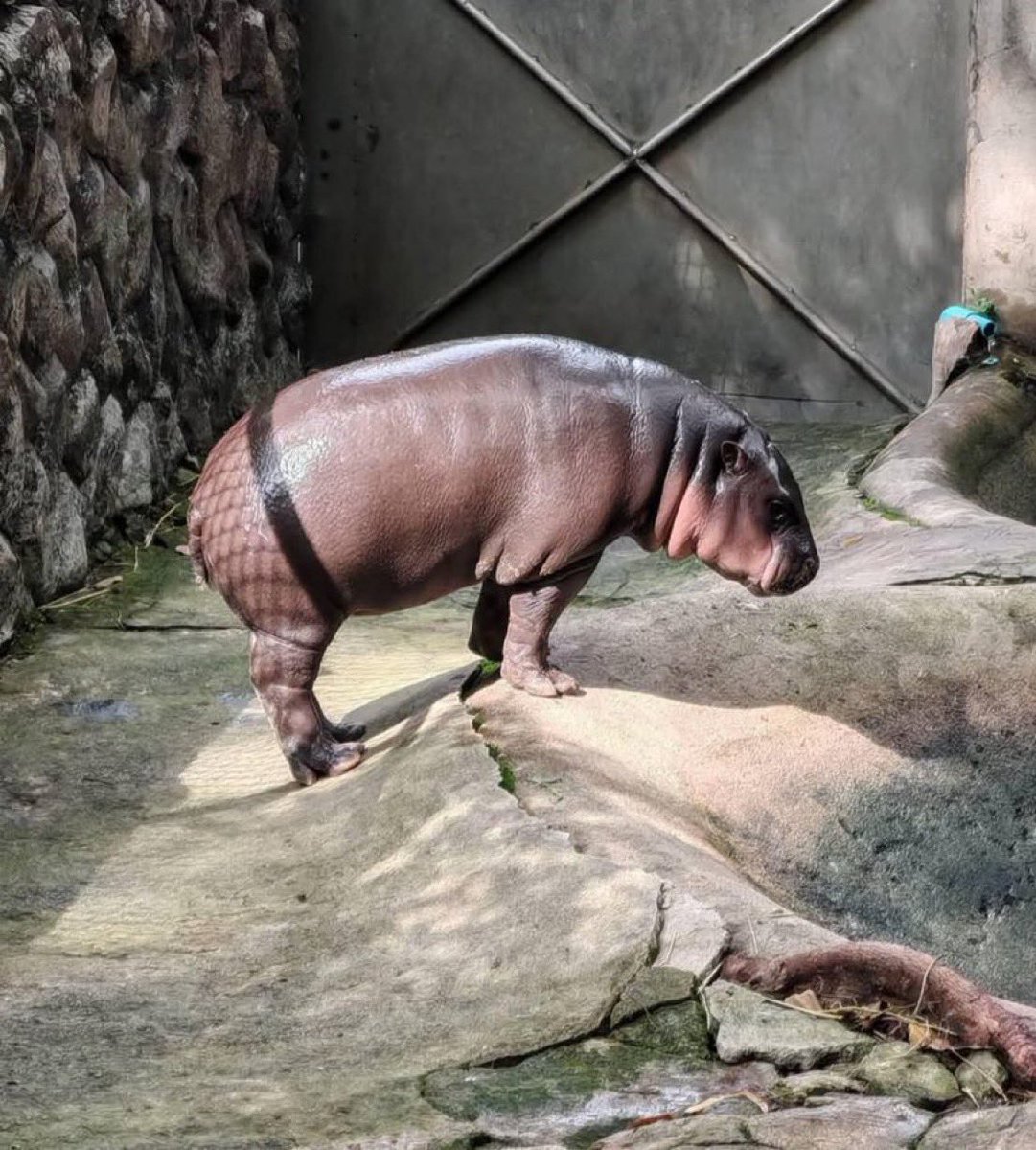 MooDengSOL's tweet photo. Friday Mood 🦛💕😎

#moodeng https://t.co/qGfR9qbClE