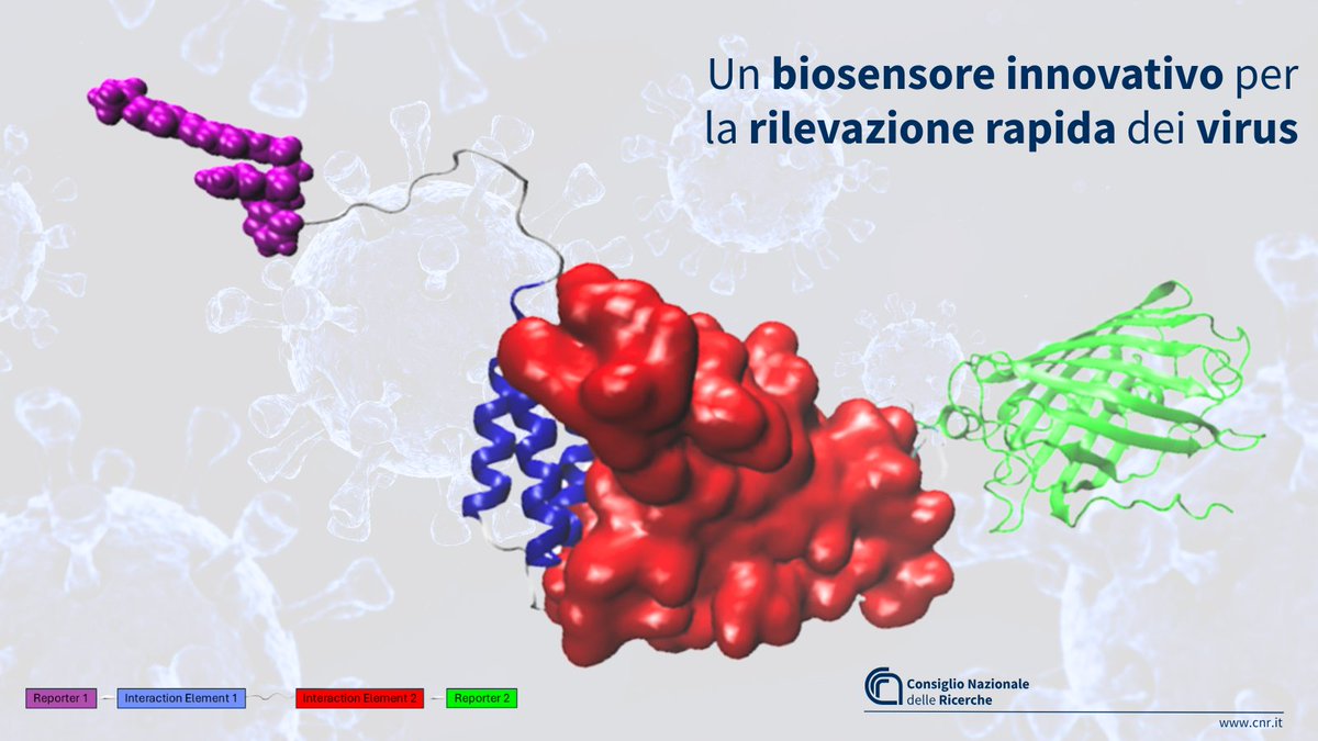 ❗️Un biosensore innovativo per la rilevazione rapida dei virus
Sviluppato da <a href="/Cnr_Nano/">CNR Istituto Nanoscienze</a> e <a href="/Unipisa/">Università di Pisa</a>, è in grado di rilevare con precisione la proteina Spike di #SARSCoV2 nei fluidi biologici, consentendo una rilevazione virale rapida
Scopri di più
cnr.it/it/comunicato-…

<a href="/MC_Carro/">MariaChiara Carrozza</a>