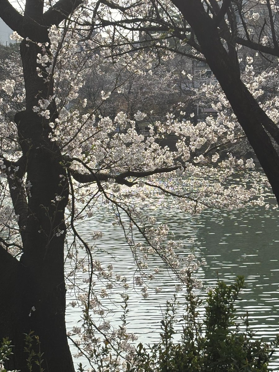 sun_is_on's tweet photo. 🌸🫧🍀 https://t.co/kWnZobwWRD