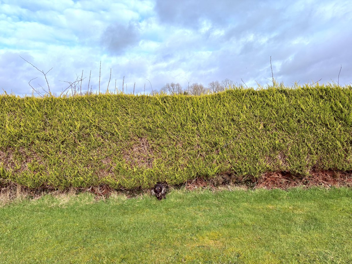 Where’s Archie!?
He loved this spot that was hotching with rabbit scent! Although he could barely squeeze his wee body beneath it, he worked his away along the whole length of the hedge, following the trails.