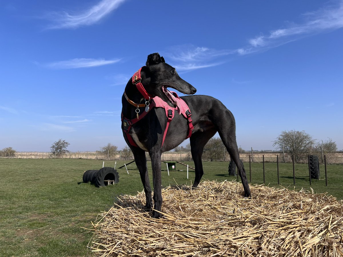 Bonnie & 🌈Holly Greyhound🌈💔😭 tweet media