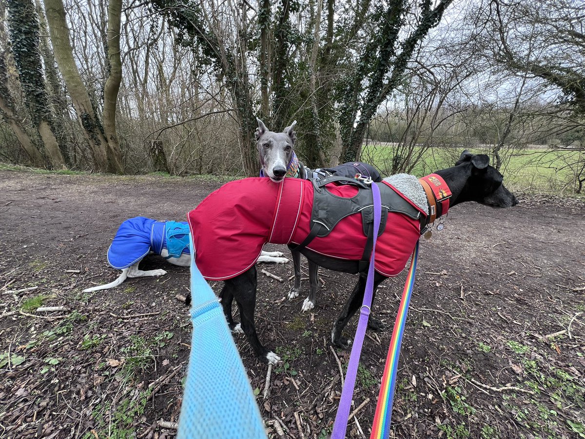 Bonnie & 🌈Holly Greyhound🌈💔😭 tweet media