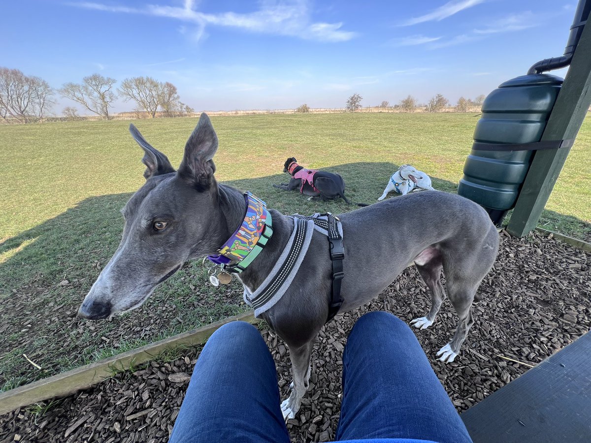 Bonnie & 🌈Holly Greyhound🌈💔😭 tweet media