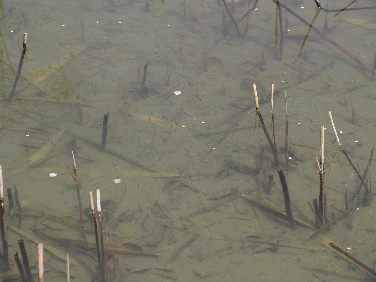kyotoshidoubut1's tweet photo. 水温も上がってきたようで、噴水池で魚たちの群れを観察できました。まだ、ヨシエリアのみですが、これから活動範囲を広げていくと思います。
オタマジャクシとウシガエルは、まだ活動していないようです

#京都市動物園 #kyotocityzoo #噴水池 #見回り #魚 #群れ #fountainpond #Patrol #Schooloffish https://t.co/Edu55LgXTT