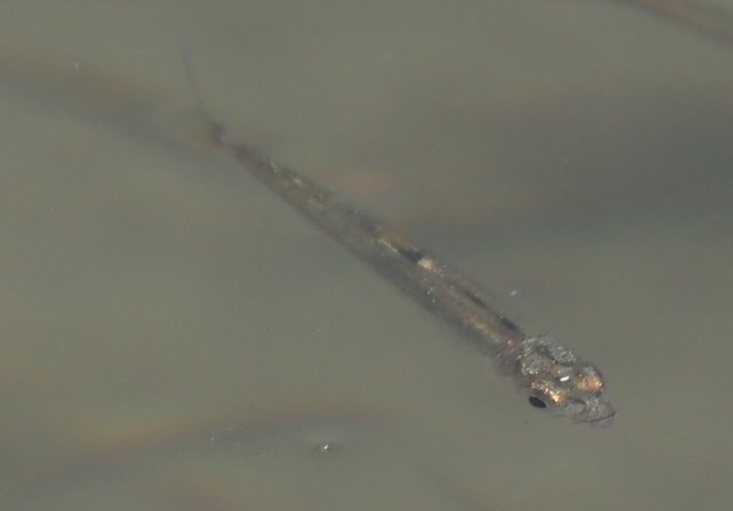 kyotoshidoubut1's tweet photo. 水温も上がってきたようで、噴水池で魚たちの群れを観察できました。まだ、ヨシエリアのみですが、これから活動範囲を広げていくと思います。
オタマジャクシとウシガエルは、まだ活動していないようです

#京都市動物園 #kyotocityzoo #噴水池 #見回り #魚 #群れ #fountainpond #Patrol #Schooloffish https://t.co/Edu55LgXTT