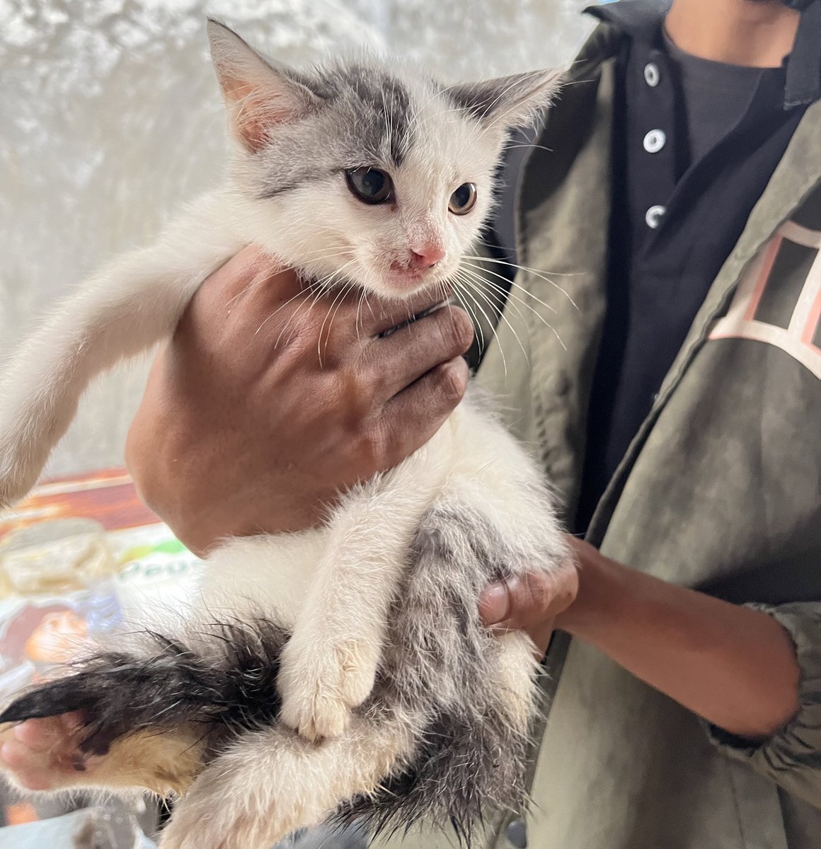 Ayahnya kanae nemu meowww dipertigaan, gang rumah. Pantes dr pagi ada suaranya teriak2 tp ku cari td sore sm kanae gak ada wujudnya 
Kyknya dibuang 🥲