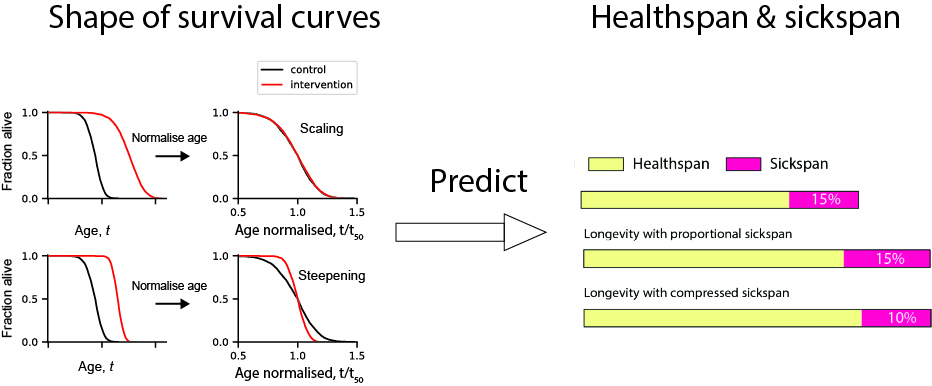 y1fanyang's tweet image. Thrilled to share a new paper with @UriAlonWeizmann , “Compression of Morbidity by Interventions That Steepen the Survival Curve” where we reveal an unexpected link between healthspan and uniformity of lifespans. (1/6) nature.com/articles/s4146…