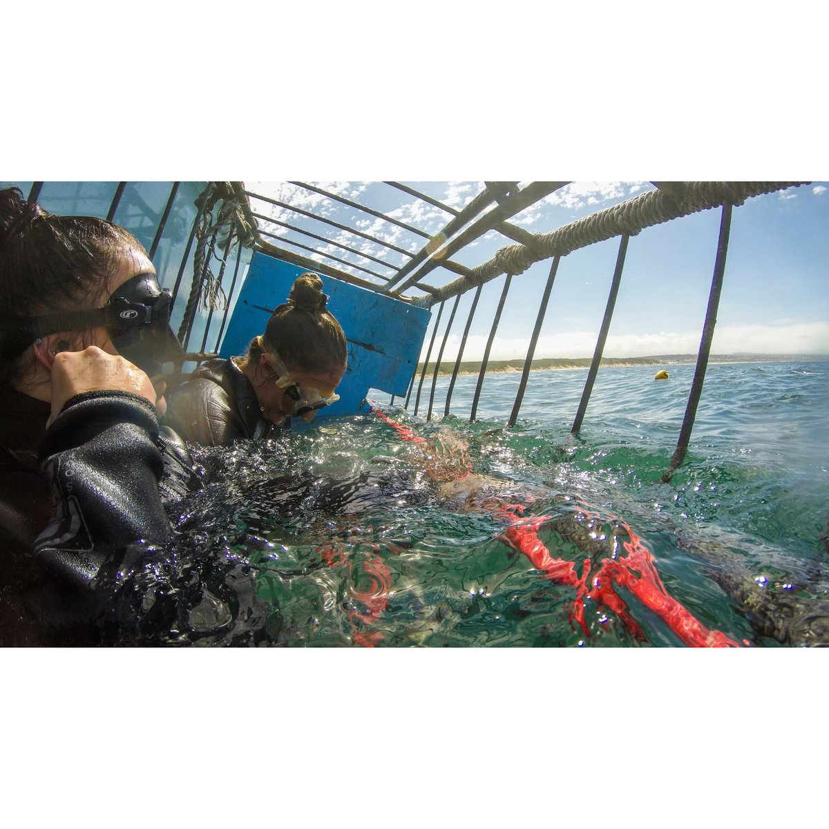 jessicabaleta's tweet photo. "Okay, first, find an exit buddy. Do you have your exit buddy?"
🦈 🦈 🦈
#Art #Travel #TravelPhotography #Mosselbay #WhiteSharkAfrica #WhiteSharkAfricaMosselbay #WhiteSharkAfricaOceanExtreme #SharkCageDiving #DippingNotDiving #GoPro #GoProZA #GoProHero4 #GoProSouthAfrica https://t.co/iGuEadUIMO