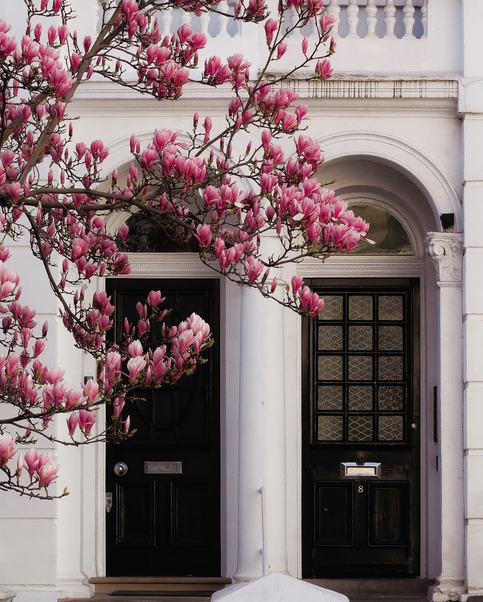 saintzation028's tweet image. ถัดจากซีซั่นของ Cherry Blossom ก็มาถึงฤดูกาลของ Magnolia บ้าง ไม่กี่วันนี้เพิ่งเห็นดอกตูม ๆ อยู่เต็มต้น เผลอแป๊บเดียวก็บานเต็มไปหมด  

มาเดินเล่นที่ Notting Hill ด้วยกันมั้ย : ) 

#springinlondon
#springvibe
#londonstreetphoto
#englandintouch