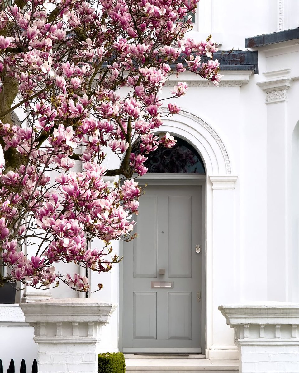 saintzation028's tweet image. ถัดจากซีซั่นของ Cherry Blossom ก็มาถึงฤดูกาลของ Magnolia บ้าง ไม่กี่วันนี้เพิ่งเห็นดอกตูม ๆ อยู่เต็มต้น เผลอแป๊บเดียวก็บานเต็มไปหมด  

มาเดินเล่นที่ Notting Hill ด้วยกันมั้ย : ) 

#springinlondon
#springvibe
#londonstreetphoto
#englandintouch