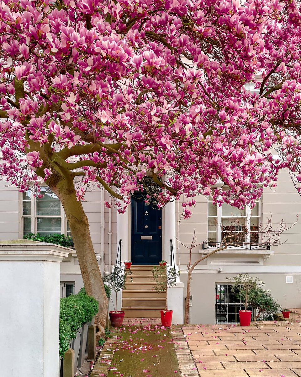 saintzation028's tweet image. ถัดจากซีซั่นของ Cherry Blossom ก็มาถึงฤดูกาลของ Magnolia บ้าง ไม่กี่วันนี้เพิ่งเห็นดอกตูม ๆ อยู่เต็มต้น เผลอแป๊บเดียวก็บานเต็มไปหมด  

มาเดินเล่นที่ Notting Hill ด้วยกันมั้ย : ) 

#springinlondon
#springvibe
#londonstreetphoto
#englandintouch