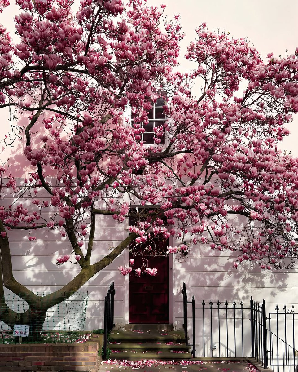 saintzation028's tweet image. ถัดจากซีซั่นของ Cherry Blossom ก็มาถึงฤดูกาลของ Magnolia บ้าง ไม่กี่วันนี้เพิ่งเห็นดอกตูม ๆ อยู่เต็มต้น เผลอแป๊บเดียวก็บานเต็มไปหมด  

มาเดินเล่นที่ Notting Hill ด้วยกันมั้ย : ) 

#springinlondon
#springvibe
#londonstreetphoto
#englandintouch