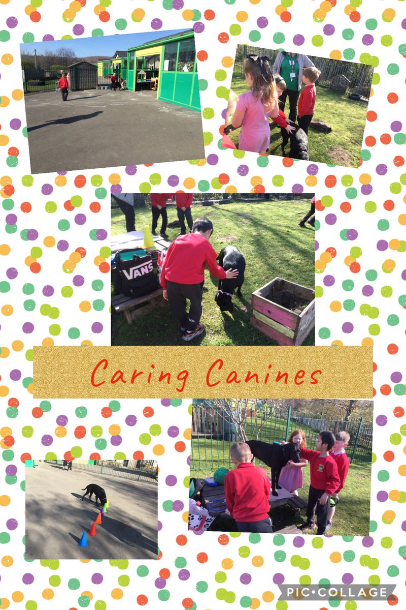 We have another fun visit from <a href="/caring_canines/">Caring Canines Cymru</a> playing hide and seek with Luna. Dosbarth pump also had some calm time and gave Luna a brush 🐾 <a href="/MissABrown95/">Mrs Phillips</a> <a href="/garntegprimary/">Garnteg Primary</a>