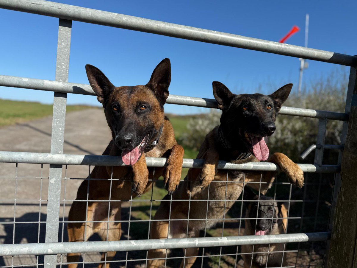Cumbria Police Dog Section (@policedogunit) on Twitter photo Dad and lad pic with PD Quake and PD Echo.
Can you spot a peeking TPD Layka π
<a href="/GScoffa/">Scoffa, PD Echo, PD Sansa, PD Quake & TPD Layka</a> Dad and lad pic with PD Quake and PD Echo.
Can you spot a peeking TPD Layka π
<a href="/GScoffa/">Scoffa, PD Echo, PD Sansa, PD Quake & TPD Layka</a>