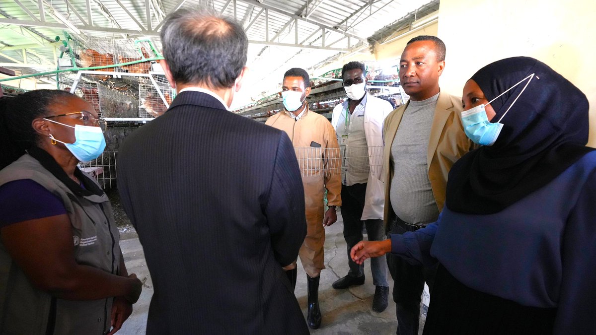 FAO Ethiopia (@faoethiopia) on Twitter photo A high-level joint mission from <a href="/MoA_Ethiopia/">Ministry of Agriculture Ethiopia</a> <a href="/JapanEthiopia/">Japan In Ethiopia</a> & <a href="/FAOEthiopia/">FAO Ethiopia</a> visited urban agricultural projects where youth and women-led cooperatives are driving livestock value chains, exploring a greater partnership for impact.
<a href="/FAOAfrica/">FAO in Africa</a>
#UrbanAgriculture
#4Betters A high-level joint mission from <a href="/MoA_Ethiopia/">Ministry of Agriculture Ethiopia</a> <a href="/JapanEthiopia/">Japan In Ethiopia</a> & <a href="/FAOEthiopia/">FAO Ethiopia</a> visited urban agricultural projects where youth and women-led cooperatives are driving livestock value chains, exploring a greater partnership for impact.
<a href="/FAOAfrica/">FAO in Africa</a>
#UrbanAgriculture
#4Betters