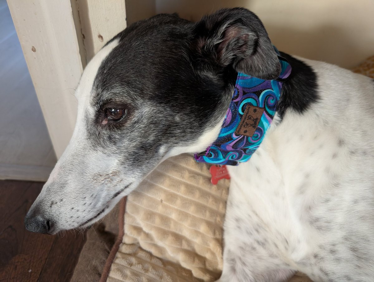 Spring is here, sun's out, time then to break out the new, and rather lovely, collar from <a href="/IzzyandFinns/">Izzy & Finn's Hound Boutique</a>