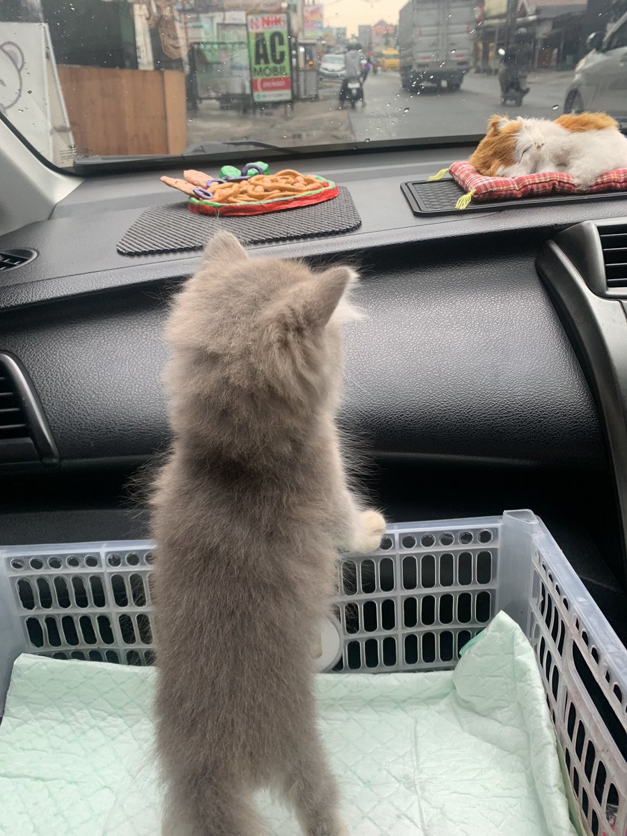 l!lau rest. tweet media