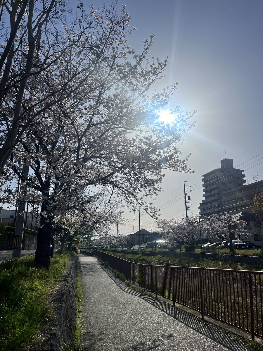 Ryogacha's tweet photo. 青い太陽にさくらの季節ですね🌸 https://t.co/PAybLCFegP