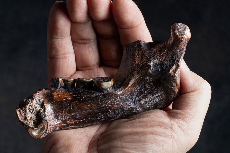 RadioTaiwan_Eng's tweet photo. A study published on https://t.co/te8SXjwFBm on Friday confirmed that an #ancienthuman mandibular #fossil salvaged from the #Penghu Trench in 2015 belonged to a #Denisovan male. #Taiwan
Read more:
https://t.co/L2F09QB28P https://t.co/x6F8mASNtZ
