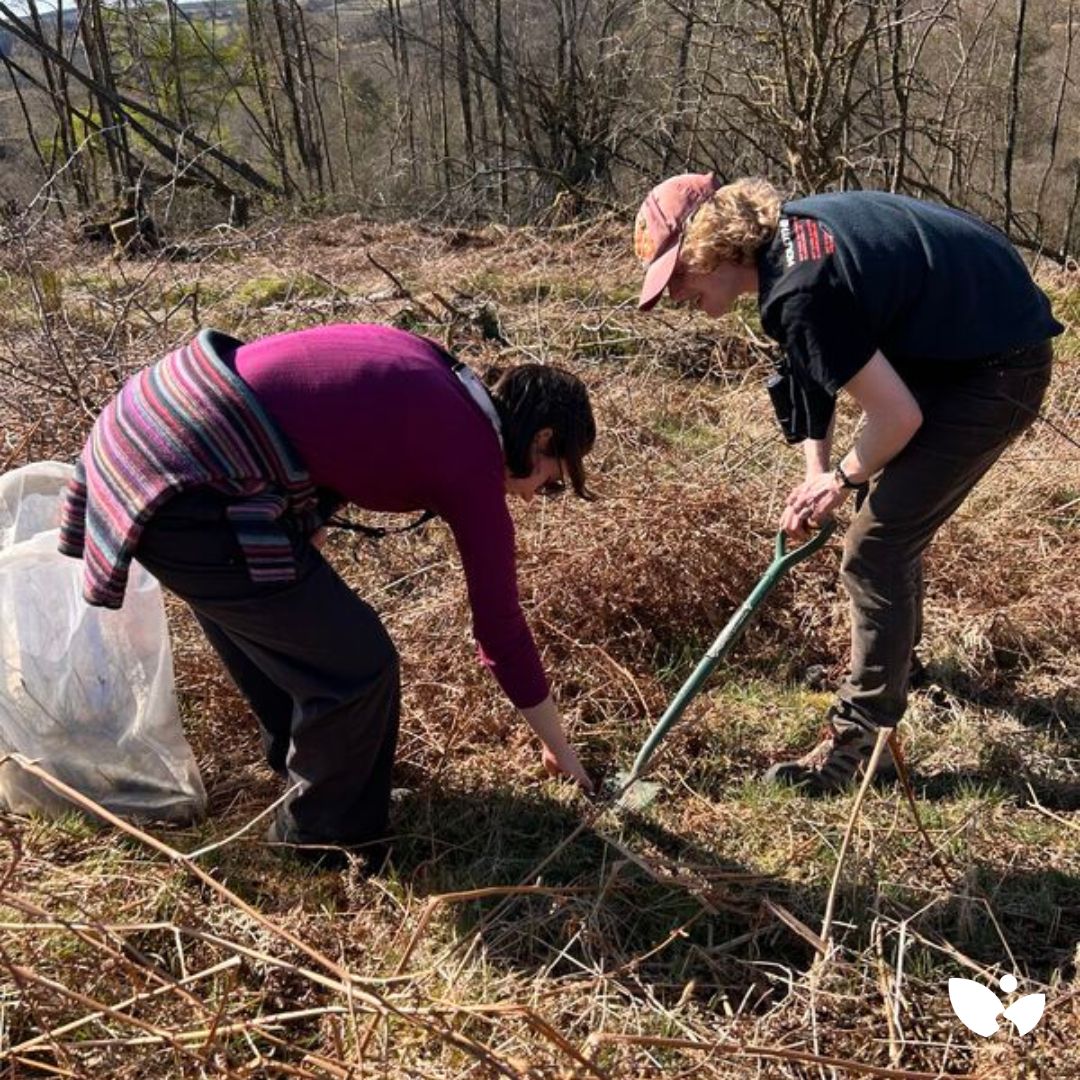 We've had a great week hosting 80+ Masters students from Exeter (Biology/Conservation) &amp; Bangor (Forestry) on their annual Scottish field trip! Exeter helped plant 1000+ trees 🌱 &amp; a Bangor student from Mauritius saw her first ancient oaks in Longwood 🌳 See you next year!