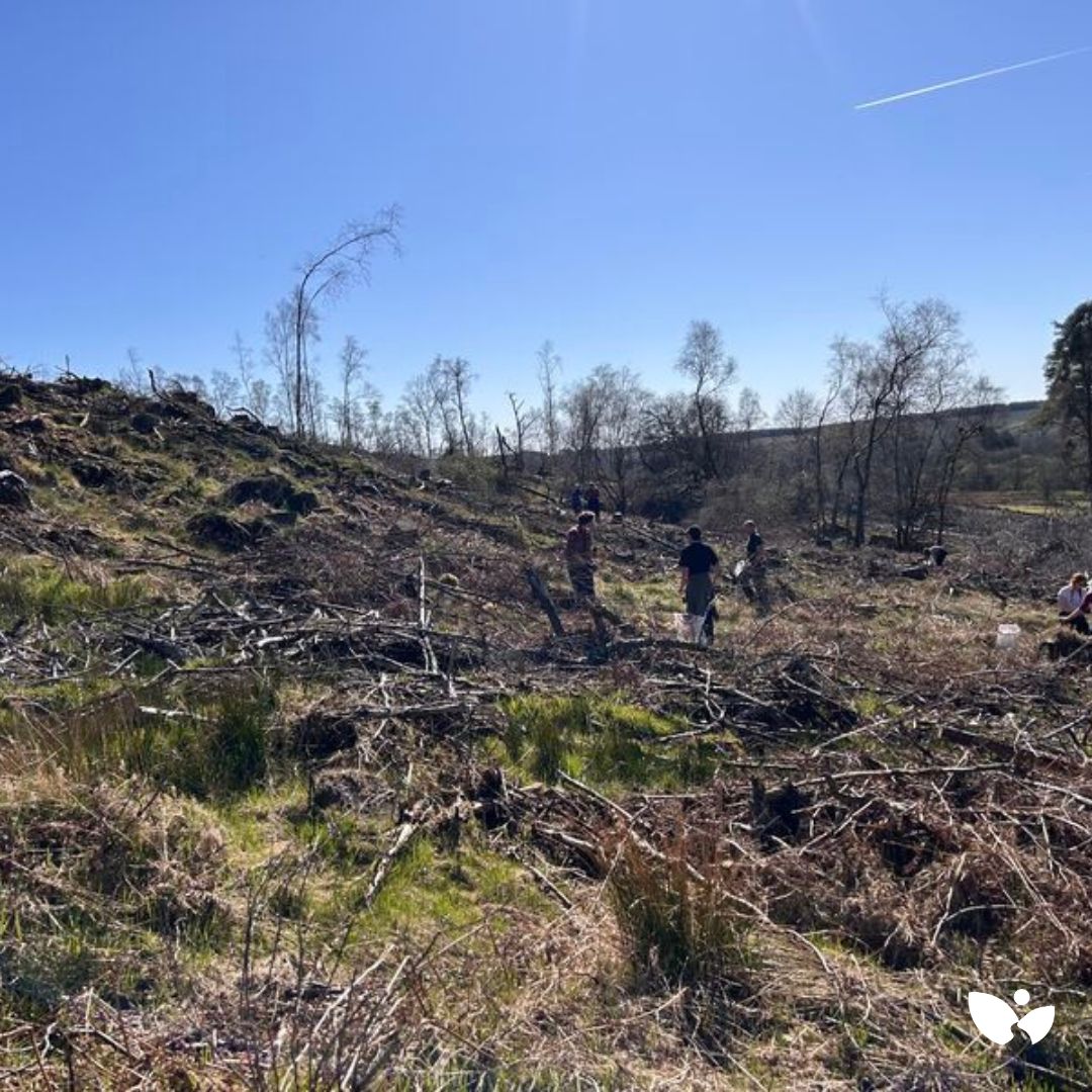 TarrasValleyNR's tweet photo. We've had a great week hosting 80+ Masters students from Exeter (Biology/Conservation) &amp; Bangor (Forestry) on their annual Scottish field trip! Exeter helped plant 1000+ trees 🌱 &amp; a Bangor student from Mauritius saw her first ancient oaks in Longwood 🌳 See you next year! https://t.co/vWVvOPF6i1