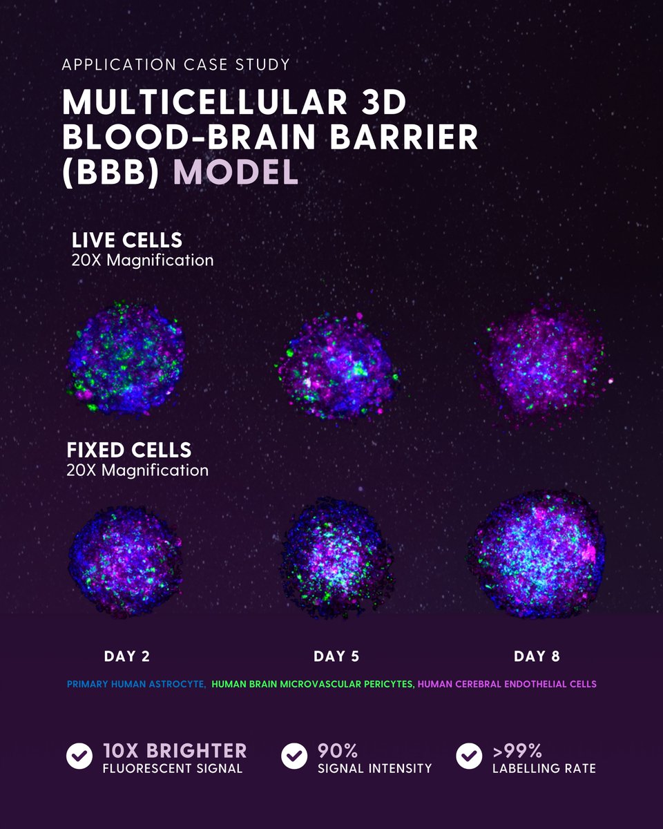 Luminicell's tweet photo. We’re excited to share our latest study using Cellaris™ dyes to label a 3D Blood-Brain Barrier (BBB) spheroid model of astrocytes, pericytes, and endothelial cells – ideal for assessing the permeability of brain-penetrating drugs!

👉 https://t.co/S5ULh3dq75 https://t.co/P4D76Khp3N