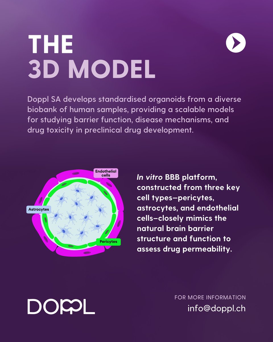 Luminicell's tweet photo. We’re excited to share our latest study using Cellaris™ dyes to label a 3D Blood-Brain Barrier (BBB) spheroid model of astrocytes, pericytes, and endothelial cells – ideal for assessing the permeability of brain-penetrating drugs!

👉 https://t.co/S5ULh3dq75 https://t.co/P4D76Khp3N
