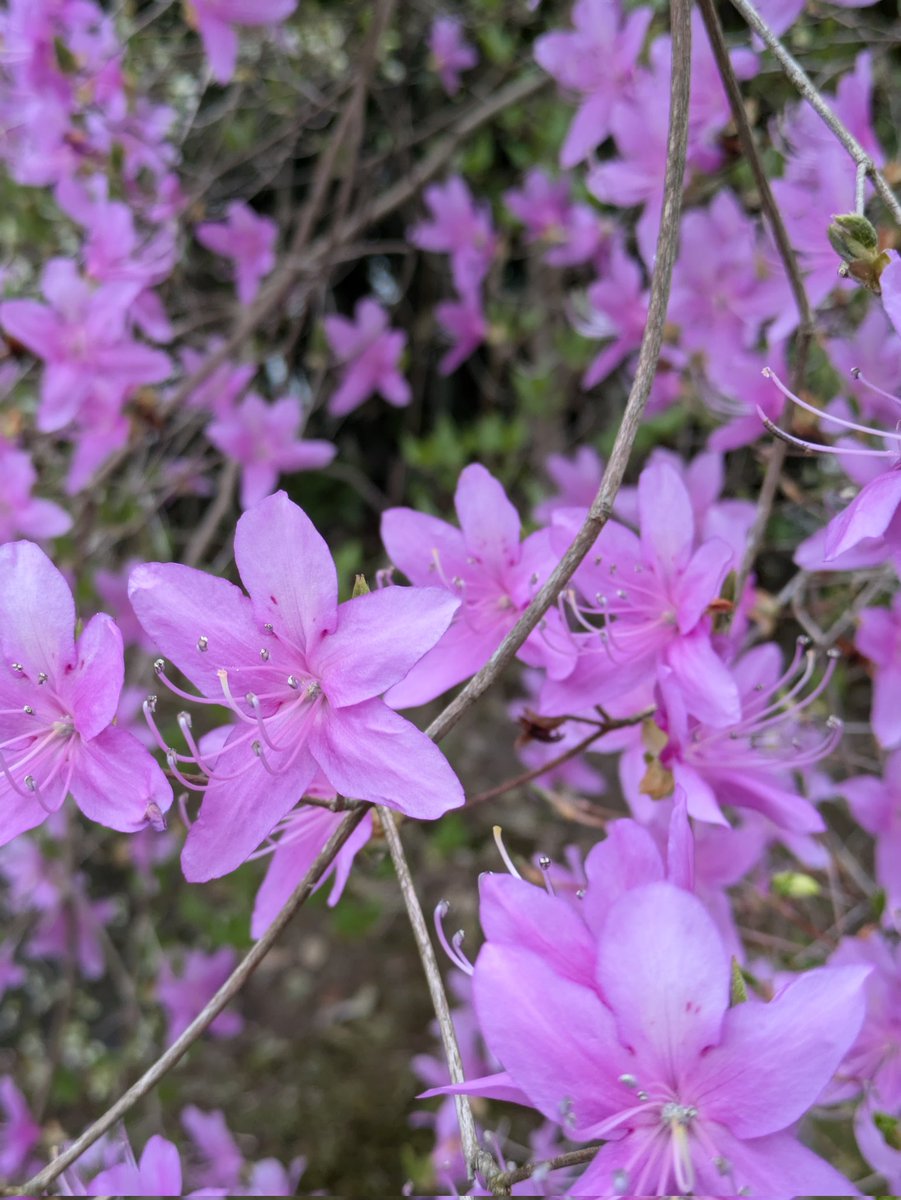 金福寺【公式】 on X