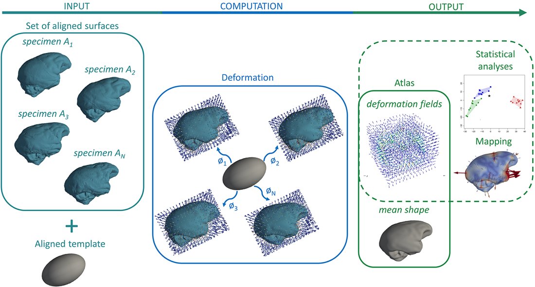 🚨 New publication alert! Check out my latest paper in the Bulletin de la Société d’Anthropologie de Paris where I review the applications of diffeomorphic deformation techniques to the study of fossil primates
🦴 journals.openedition.org/bmsap/15645