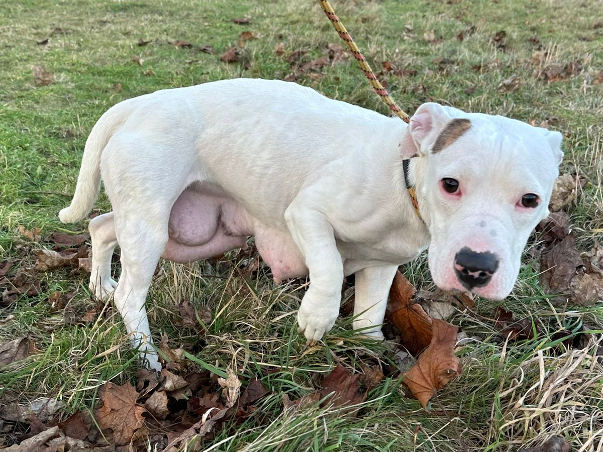 Please retweet, the UK has too many licensed and unlicensed breeders. Pet selling sites and sales of pets on social media should be banned, breeding halted.
We already have more dogs than homes! #UK 
I recently shared a post re a licensed puppy farm in Northern Ireland that has