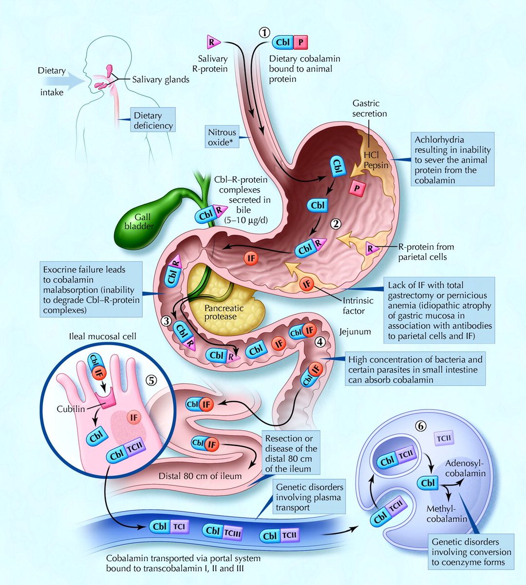 NutrioSci's tweet photo. Vitamin B12 absorption

#MedEd #Medx #Science #news #Vitamin #Nutrition https://t.co/tUhvPStMOq