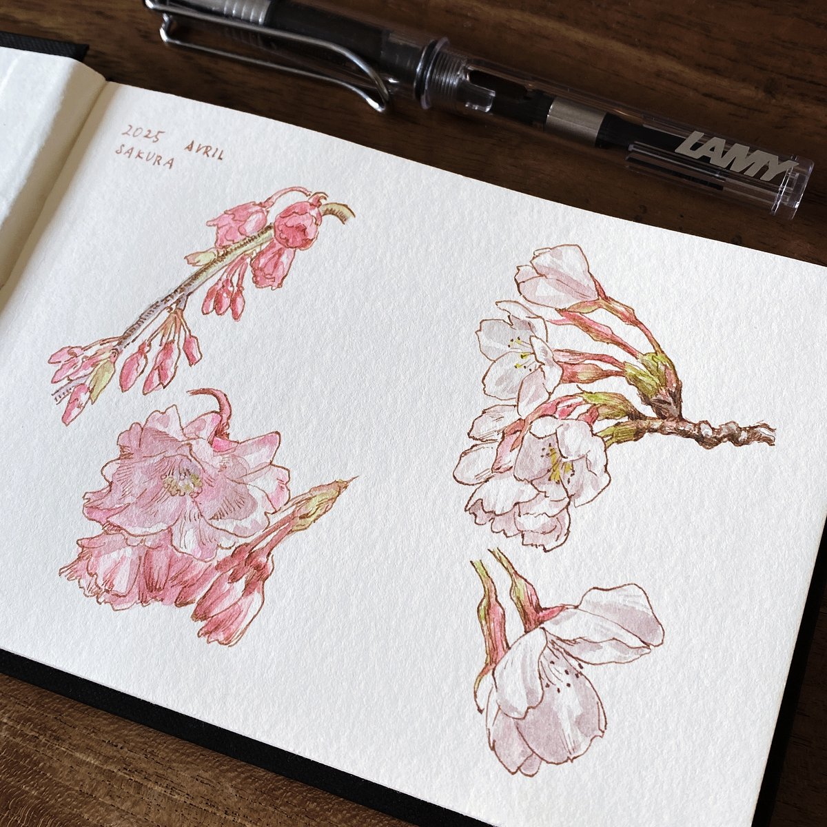 「桜のスケッチ 」|INEのイラスト