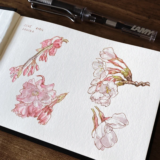 桜のスケッチ 