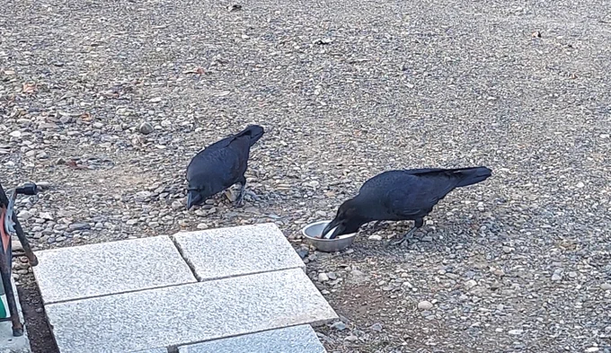 またカラスのマヴが現れて、食事をねだられた。例によって、ハシブトの方が「アホゥアホゥ(カンカン)」と、挨拶。今のところ、階段に糞をしたり、花をむしったりはしていない。特に良い事もしてくれないが。あるとして、あのアクセサリー一個だけ。 