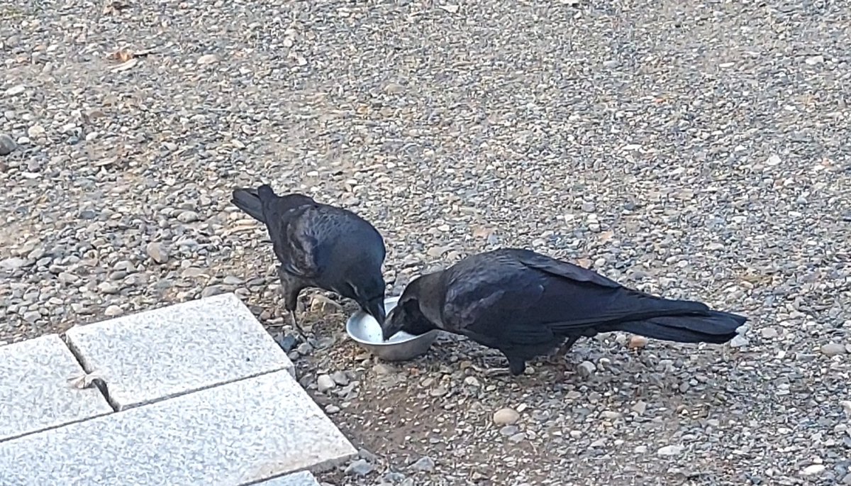 「またカラスのマヴが現れて、食事をねだられた。例によって、ハシブトの方が「アホゥア」|浅利与一義遠のイラスト