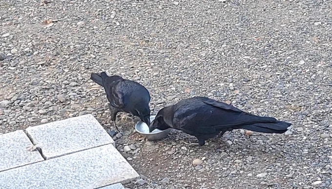 またカラスのマヴが現れて、食事をねだられた。例によって、ハシブトの方が「アホゥアホゥ(カンカン)」と、挨拶。今のところ、階段に糞をしたり、花をむしったりはしていない。特に良い事もしてくれないが。あるとして、あのアクセサリー一個だけ。 
