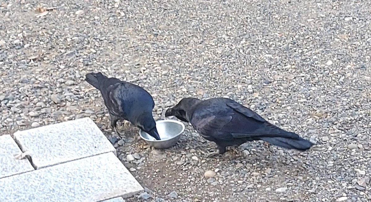 「またカラスのマヴが現れて、食事をねだられた。例によって、ハシブトの方が「アホゥア」|浅利与一義遠のイラスト